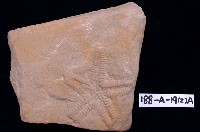 藏品(海星)的圖片